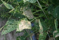 ハスモンヨトウ被害2