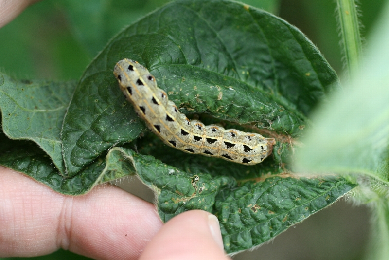 ハスモンヨトウ形態1
