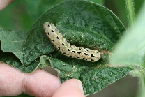 ハスモンヨトウ形態1