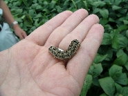 ハスモンヨトウ形態2