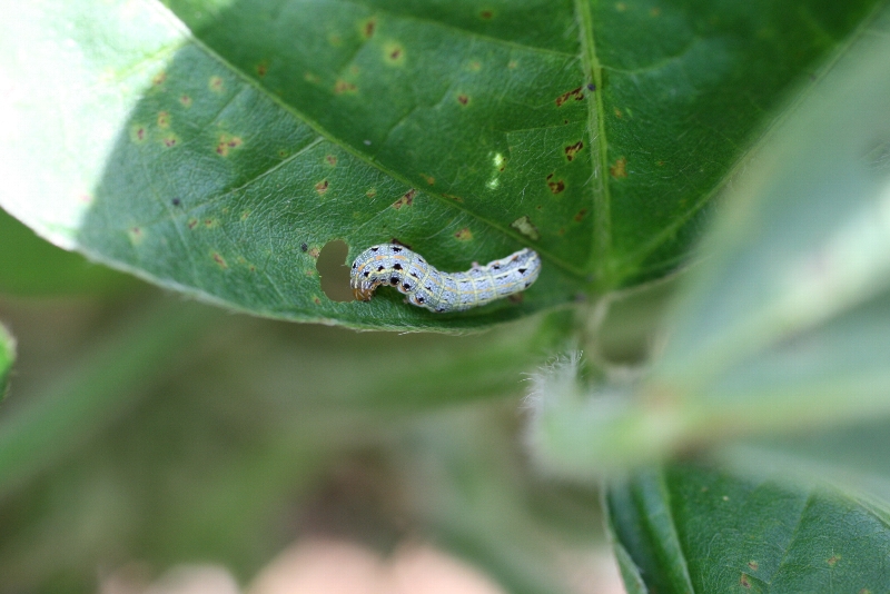 ハスモンヨトウ形態3