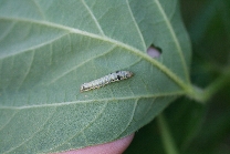 ハスモンヨトウ形態4