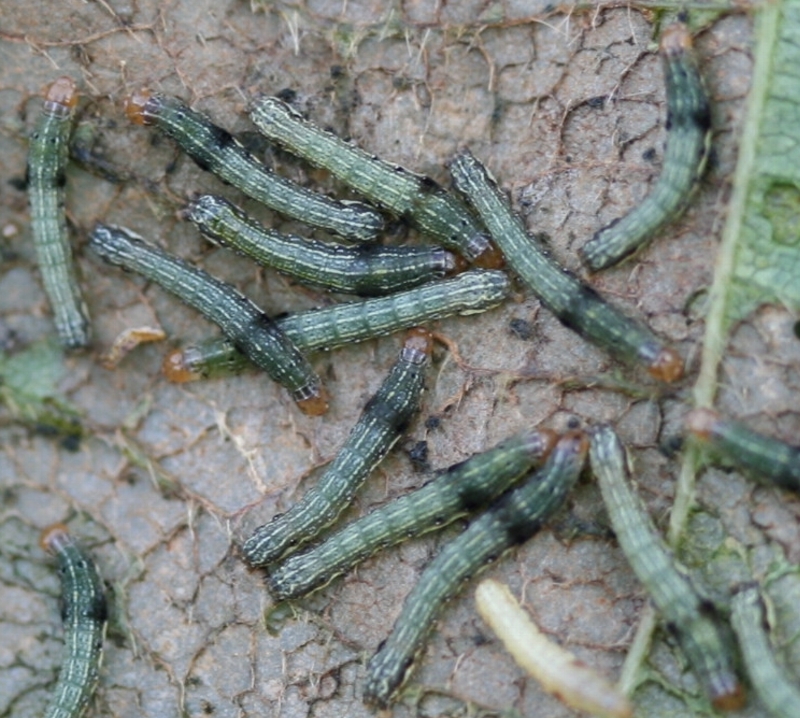 ハスモンヨトウ形態5