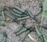 ハスモンヨトウ形態5