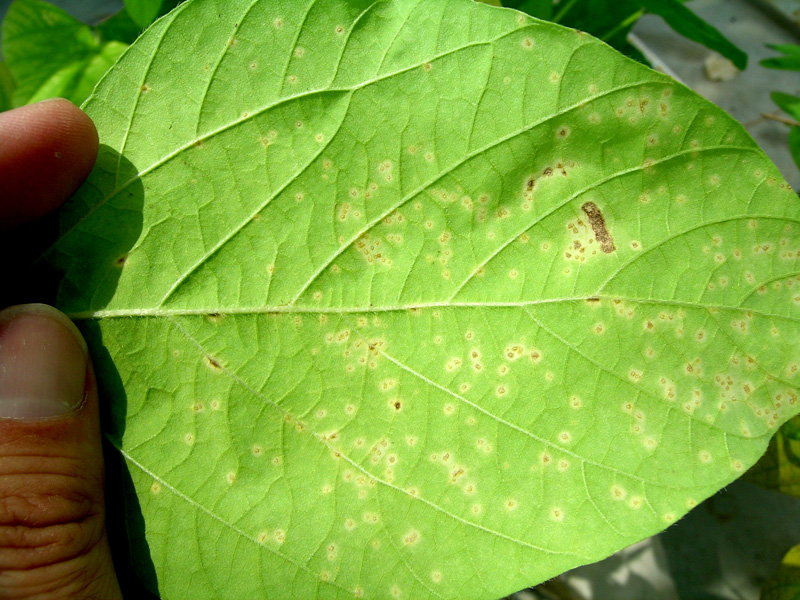 葉焼病の写真1