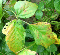 葉焼病の写真2
