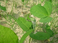 ヒメアカタテハの被害1