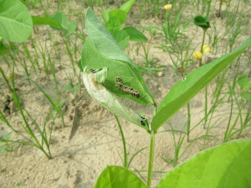 ヒメアカタテハ被害2