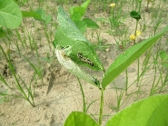 ヒメアカタテハの被害2