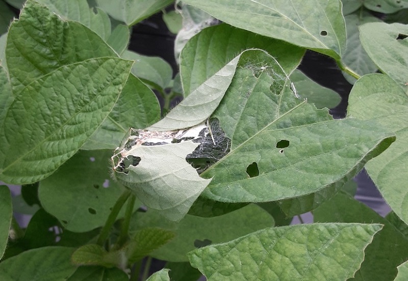 ヒメアカタテハ被害4