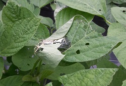 ヒメアカタテハの被害3