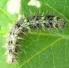 ヒメアカタテハの形態1