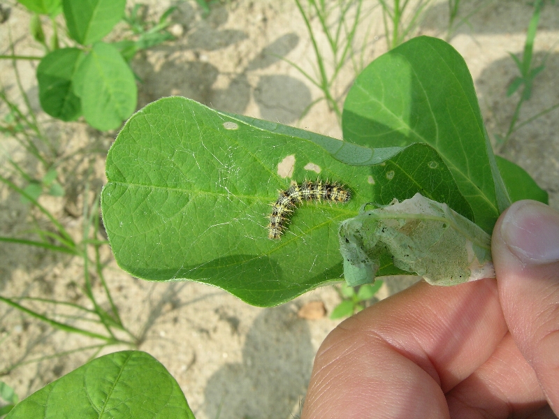 ヒメアカタテハ形態2