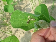 ヒメアカタテハの形態2