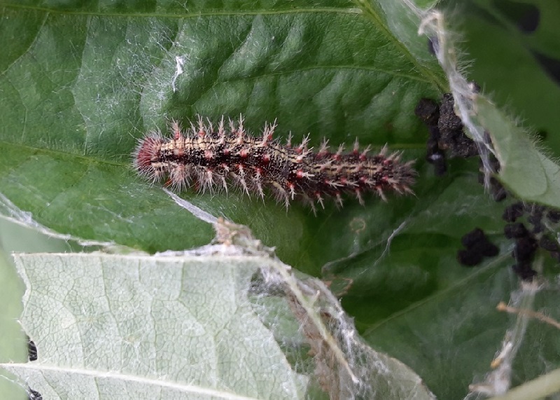 ヒメアカタテハ形態3