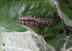 ヒメアカタテハの形態3