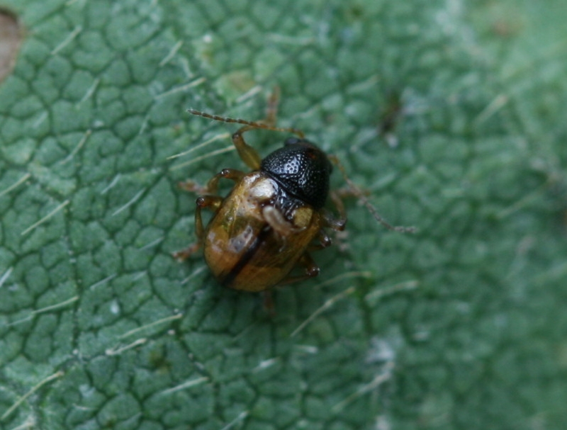 ヒメキバネサルハムシ