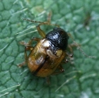 ヒメキバネサルハムシ