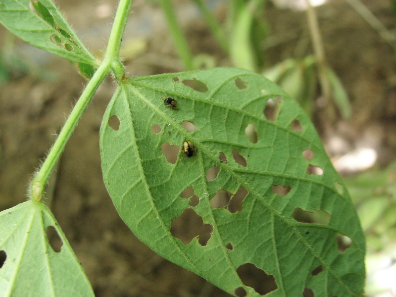 ヒメキバネサルハムシ