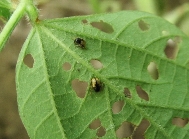 ヒメキバネサルハムシ