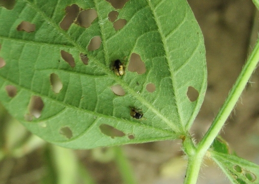 ヒメキバネサルハムシ