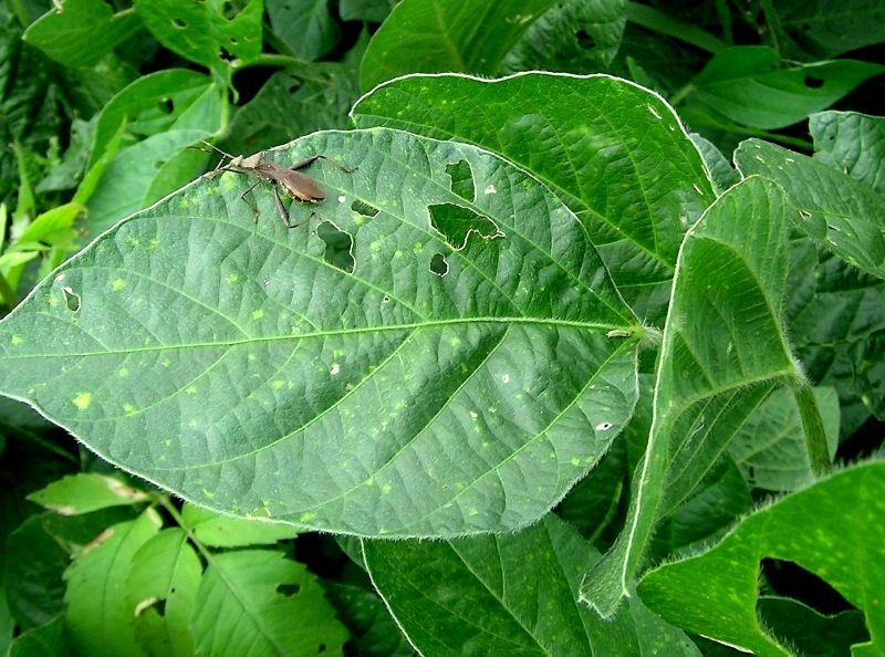 ホソヘリカメムシ形態1