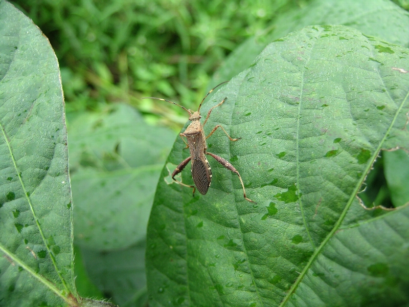 ホソヘリカメムシ形態2