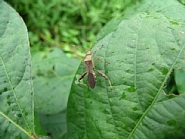 ホソヘリカメムシ形態2