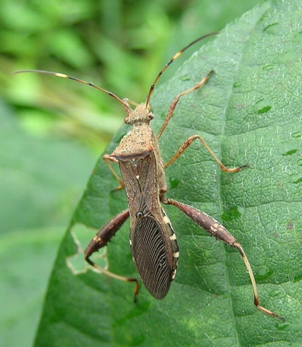 ホソヘリカメムシ形態3