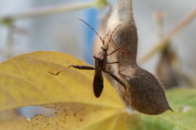 ホソヘリカメムシ形態4