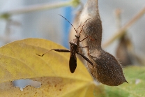 ホソヘリカメムシ形態4