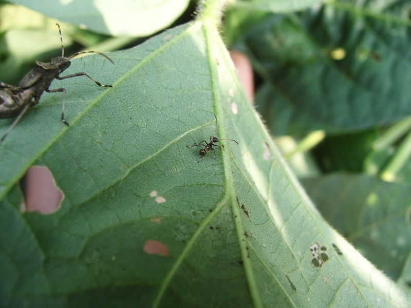 ホソヘリカメムシの幼虫