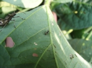 ホソヘリカメムシ幼虫1