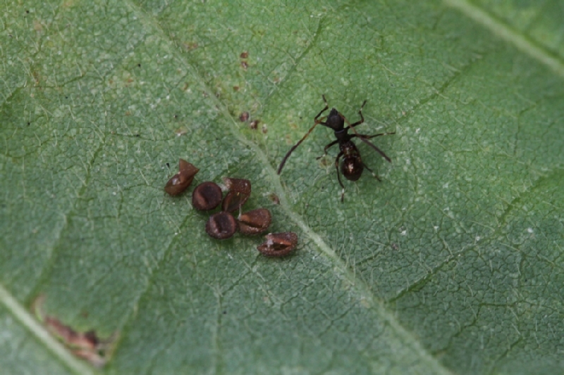 ホソヘリカメムシの幼虫