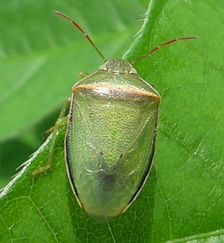 イチモンジカメムシの形態1