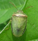 イチモンジカメムシの写真