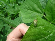 イチモンジカメムシの形態2