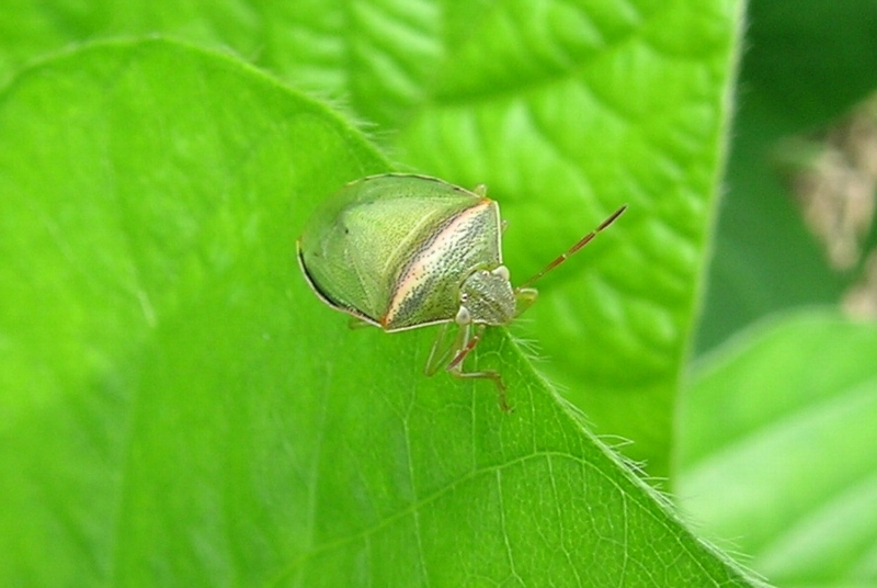 イチモンジカメムシの形態3