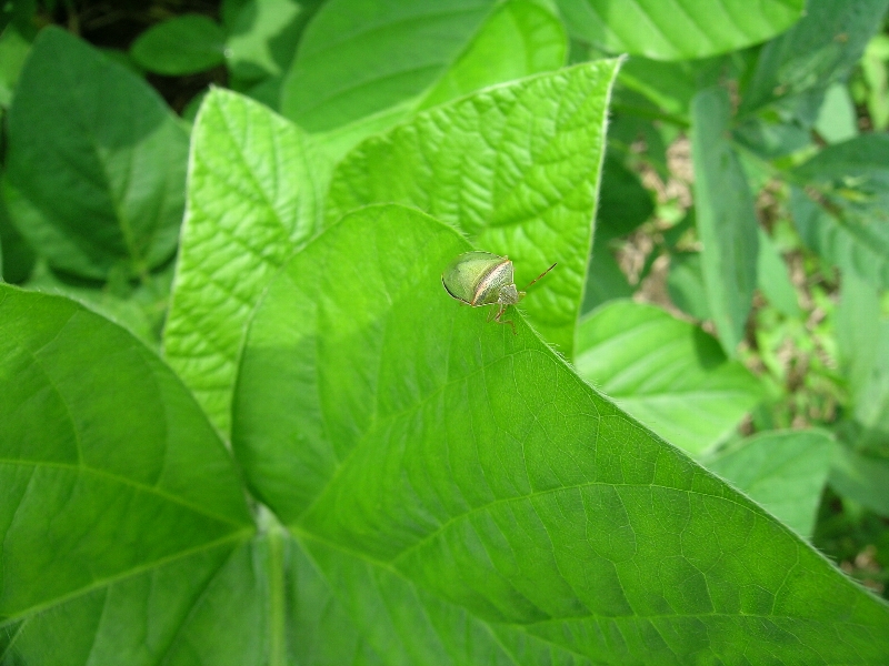 イチモンジカメムシの形態4