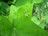 イチモンジカメムシの形態4