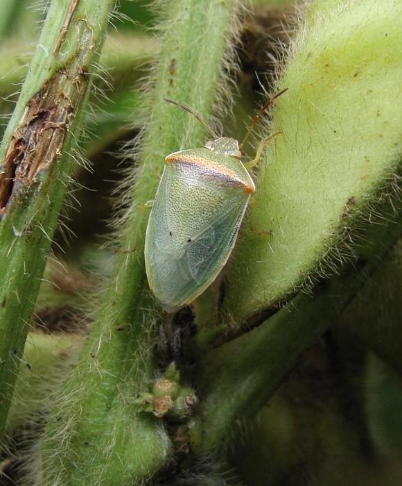 イチモンジカメムシ形態5