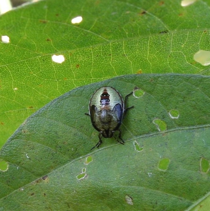 イチモンジカメムシの形態6