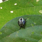 イチモンジカメムシの形態6