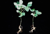 萎凋病 病徴の写真1