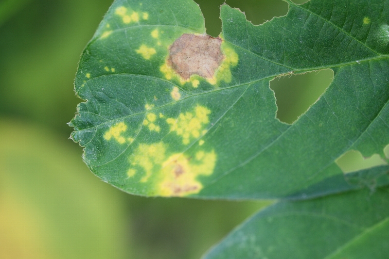 ジャガイモヒゲナガアブラムシ被害1