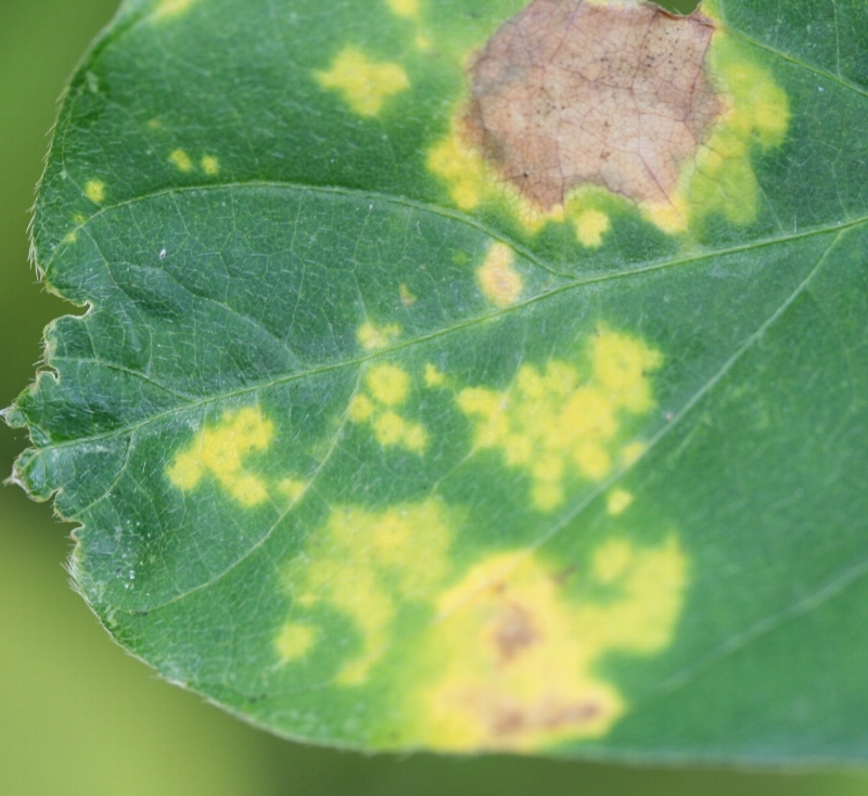 ジャガイモヒゲナガアブラムシ被害2