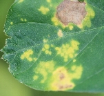 ジャガイモヒゲナガアブラムシ被害2