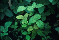 ジャガイモヒゲナガアブラムシ被害3