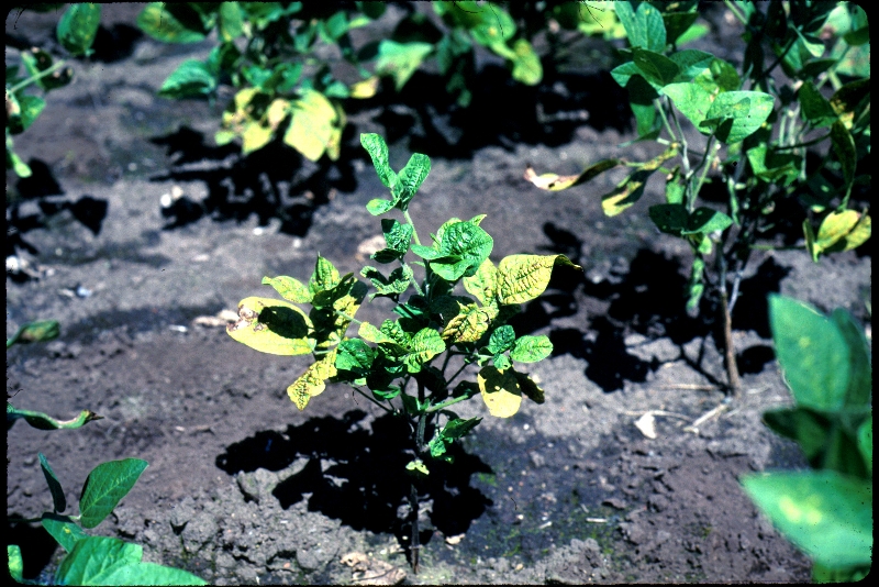 ジャガイモヒゲナガアブラムシ被害4