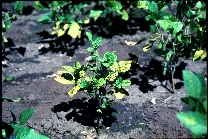 ジャガイモヒゲナガアブラムシ被害4